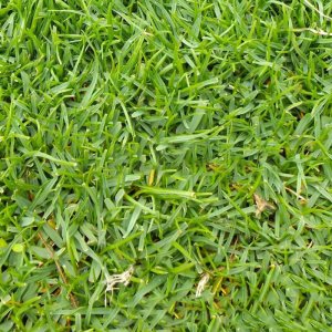 hat giong co tham bent grass