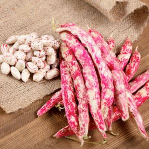 hat giong dau trung rong pinto beans