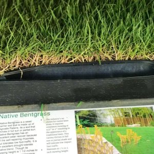 native bentgrass