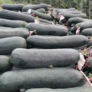 qua bi dao xanh den khong lo