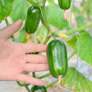 qua dua leo kim dong