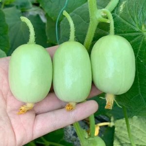 qua dua leo ngoc nu