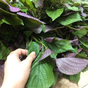 thu hoach rau tia to