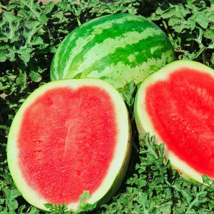 trai dua hau thanh long