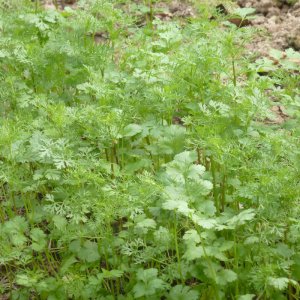 trong rau mui ngo ri