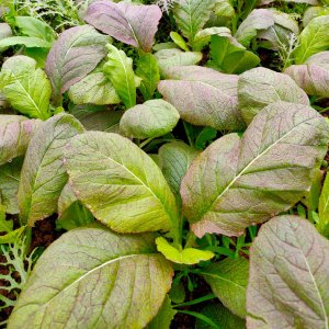 vuon rau cai mu tat la to