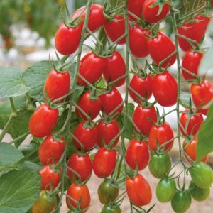 ca chua cherry do thai lan