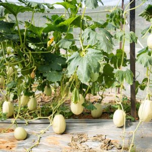 cay bi mi soi spaghetti