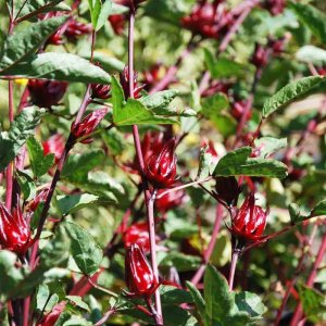 cay bup giam atiso do