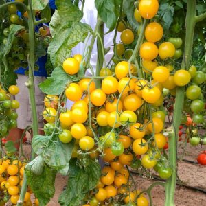 cay ca chua bi bui lun qua vang