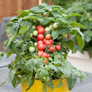 cay ca chua bi do lun