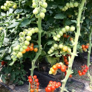 cay ca chua cherry bui lun qua do