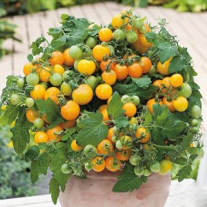 cay ca chua cherry bui lun qua vang