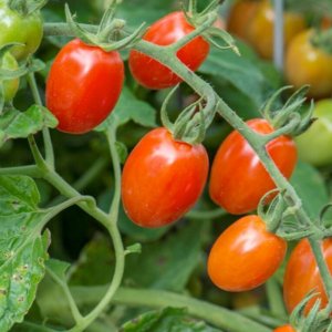 cay ca chua cherry do thai lan