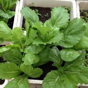 cay cai be vang ngot