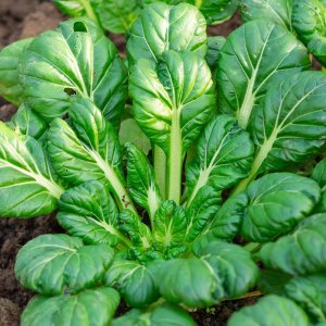 cay cai hoa hong tatsoi