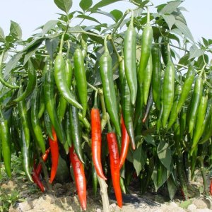 cay ot sung trau xanh den