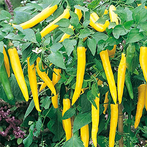 cay ot sung vang cay