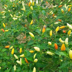 cay ot xiem trang thai lan