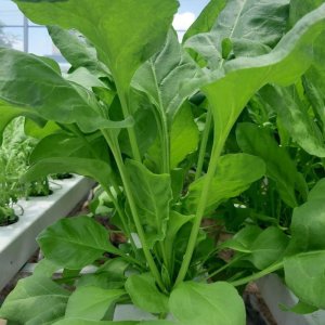 cay rau chan vit bina