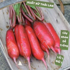 cu cai do dai thai lan