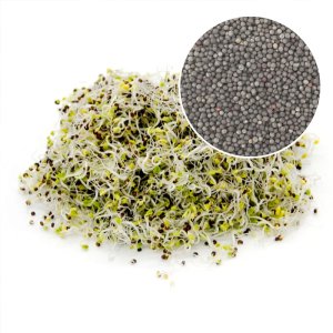 hat cai hoa hong tatsoi seeds