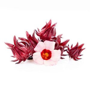 hat giong bup giam atiso do