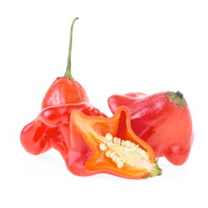 hat giong ot chuong gio hoa hong