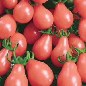 qua ca chua trai cay qua le do