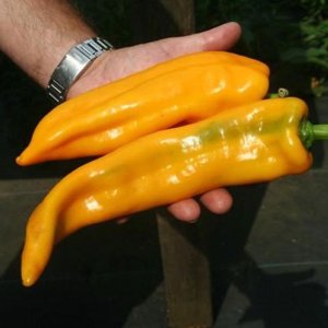 qua ot ngot sung bo vang