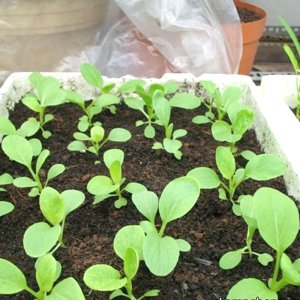 rau cai ngot nay mam