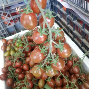 thu hoach ca chua socola