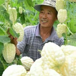 thu hoach muop dang trai tim trang
