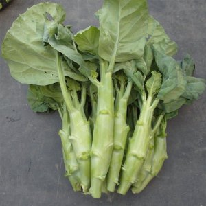 thu hoach rau cai ro