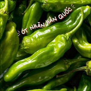 trai ot nhan han quoc