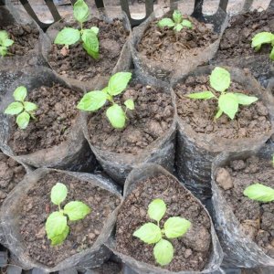 uom cay la me bang hat