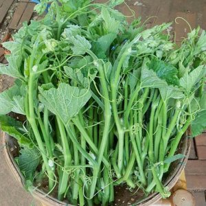 bi sieu dot sieu ngon