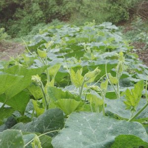 cay bi sieu dot sieu ngon lai f1