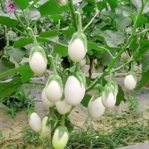 cay ca trung ngong sai qua