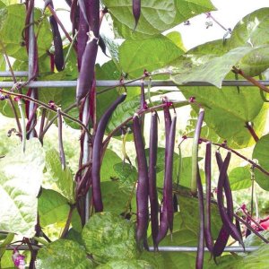 cay dau cove leo tim