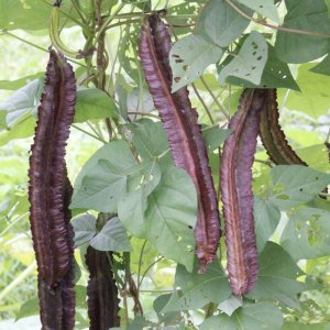 cay dau rong do khe tim