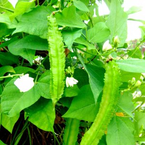 cay dau rong do khe xanh