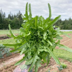 cay xa lach green blow