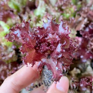 cay xa lach xoan tim