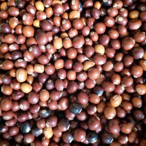 hat dau rong dau khe do khe