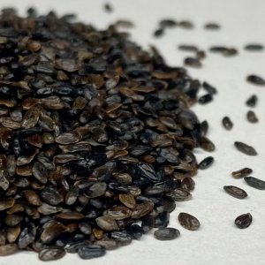 hat hoa cat canh xanh