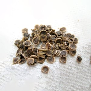 hat hoa man dinh hong