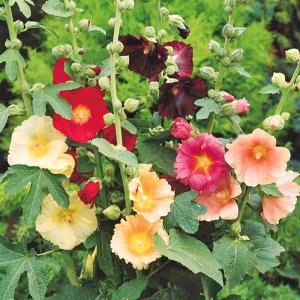 hoa man dinh hong don mix 2