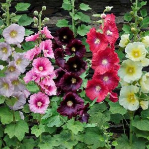 hoa man dinh hong don mix