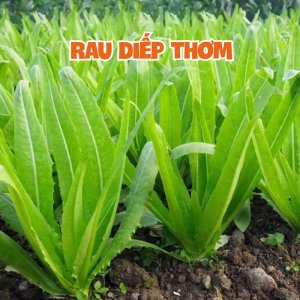 rau diep thom